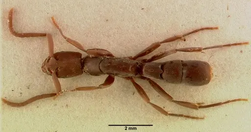 Platythyrea occidentalis specimen SAM-ENT-0011507 image sam-ent-0011507_1