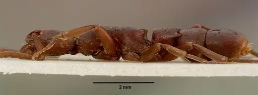 Platythyrea occidentalis specimen SAM-ENT-0011507 image sam-ent-0011507_3