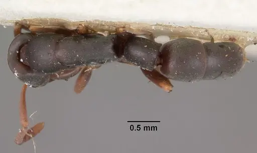 Platythyrea parallela specimen CASENT0102278 image casent0102278_1