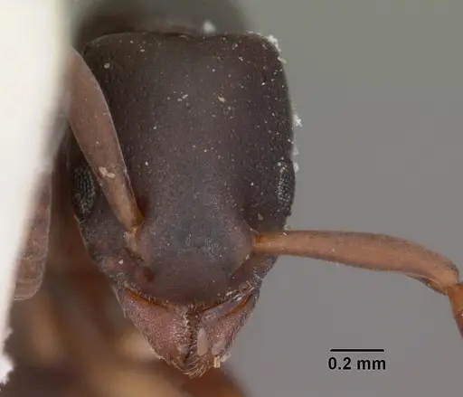 Platythyrea parallela specimen CASENT0102278 image casent0102278_2