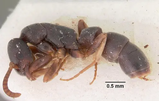 Platythyrea parallela specimen CASENT0102278 image casent0102278_3