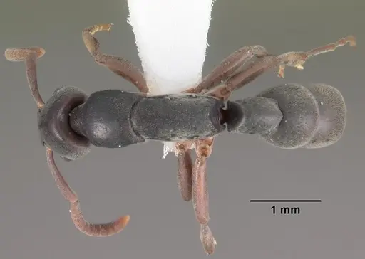 Platythyrea parallela specimen CASENT0102279 image casent0102279_1