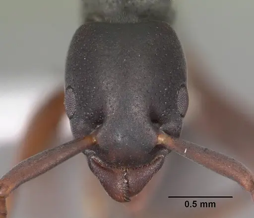Platythyrea parallela specimen CASENT0102279 image casent0102279_2