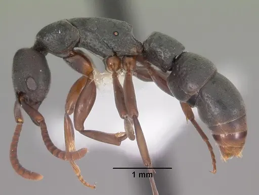 Platythyrea parallela specimen CASENT0102279 image casent0102279_3