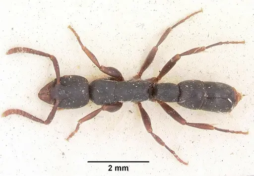Platythyrea parallela specimen CASENT0102936 image casent0102936_1