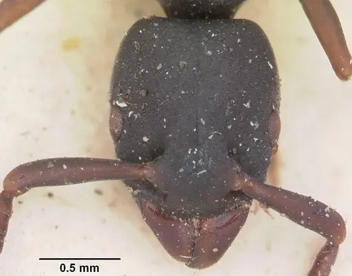 Platythyrea parallela specimen CASENT0102936 image casent0102936_2