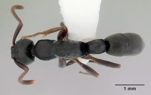 Platythyrea parallela specimen CASENT0172411 image casent0172411_1