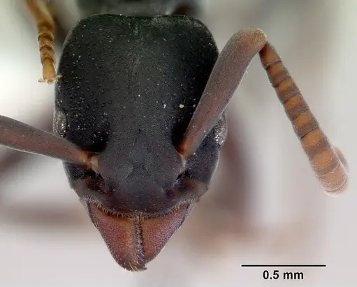 Platythyrea parallela specimen CASENT0172411 image casent0172411_2