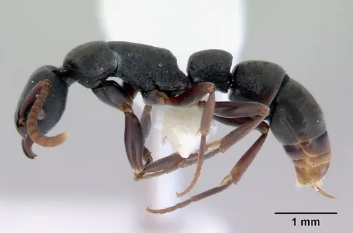 Platythyrea parallela specimen CASENT0172411 image casent0172411_3