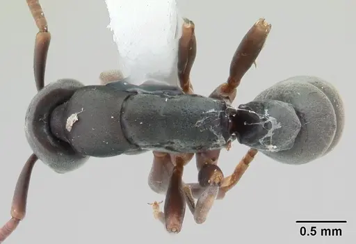 Platythyrea parallela specimen CASENT0178405 image casent0178405_1