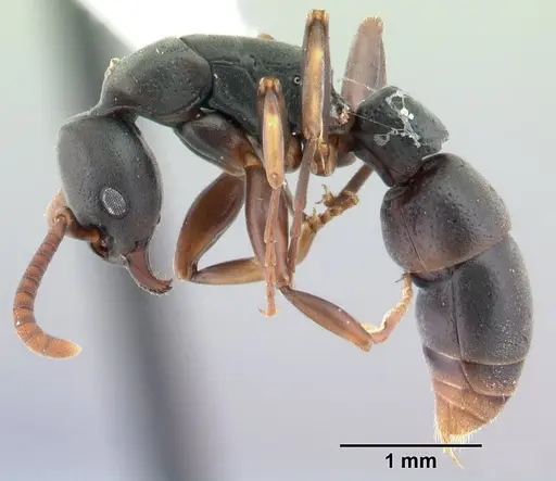 Platythyrea parallela specimen CASENT0178405 image casent0178405_3