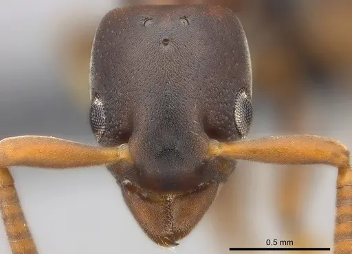 Platythyrea parallela specimen CASENT0194735 image casent0194735_2
