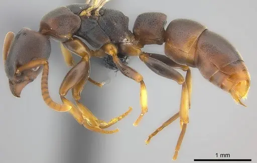 Platythyrea parallela specimen CASENT0194735 image casent0194735_3