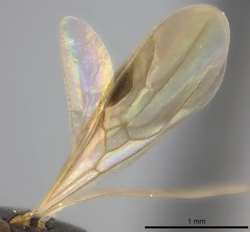 Platythyrea parallela specimen CASENT0194735 image casent0194735_4