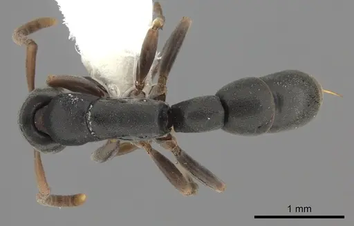 Platythyrea parallela specimen CASENT0260477 image casent0260477_1