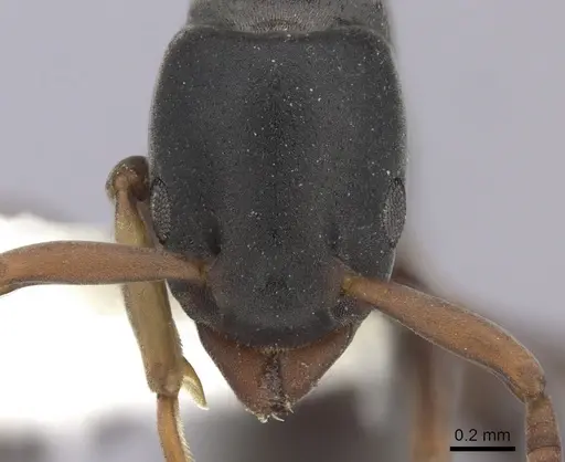 Platythyrea parallela specimen CASENT0260477 image casent0260477_2
