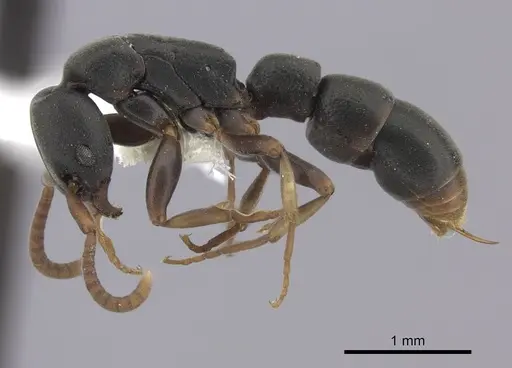 Platythyrea parallela specimen CASENT0260477 image casent0260477_3