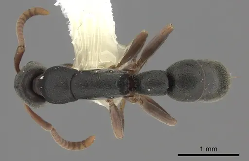 Platythyrea parallela specimen CASENT0260478 image casent0260478_1