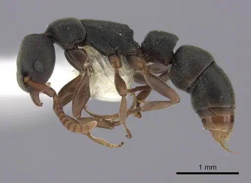 Platythyrea parallela specimen CASENT0260478 image casent0260478_3