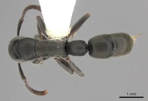 Platythyrea parallela specimen CASENT0260479 image casent0260479_1