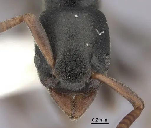 Platythyrea parallela specimen CASENT0260480 image casent0260480_2