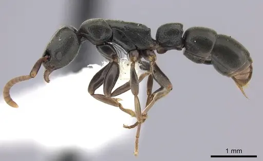 Platythyrea parallela specimen CASENT0260480 image casent0260480_3