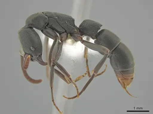 Platythyrea parallela specimen CASENT0634780 image casent0634780_3