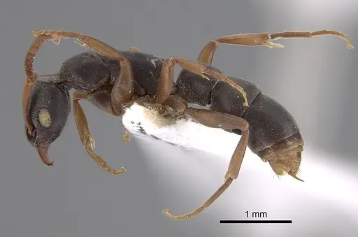 Platythyrea parallela specimen CASENT0887840 image casent0887840_1