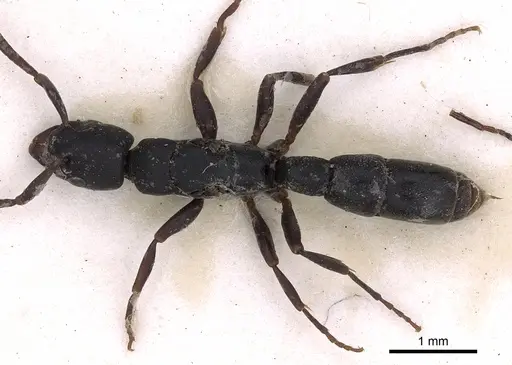 Platythyrea parallela specimen CASENT0900570 image casent0900570_1