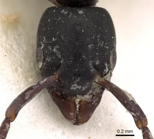 Platythyrea parallela specimen CASENT0900570 image casent0900570_2