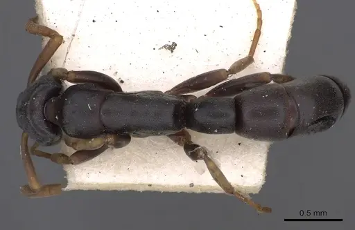 Platythyrea parallela specimen CASENT0900571 image casent0900571_1