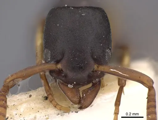 Platythyrea parallela specimen CASENT0900571 image casent0900571_2