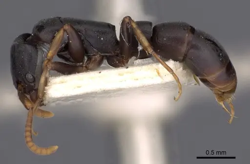 Platythyrea parallela specimen CASENT0900571 image casent0900571_3