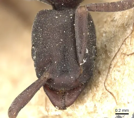 Platythyrea parallela specimen CASENT0903800 image casent0903800_2