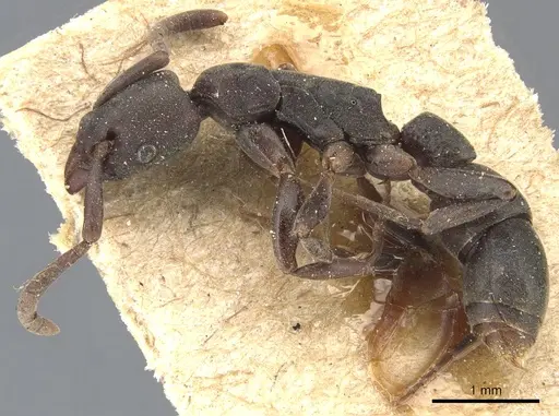 Platythyrea parallela specimen CASENT0903800 image casent0903800_3