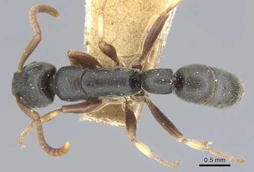 Platythyrea parallela specimen CASENT0903801 image casent0903801_1