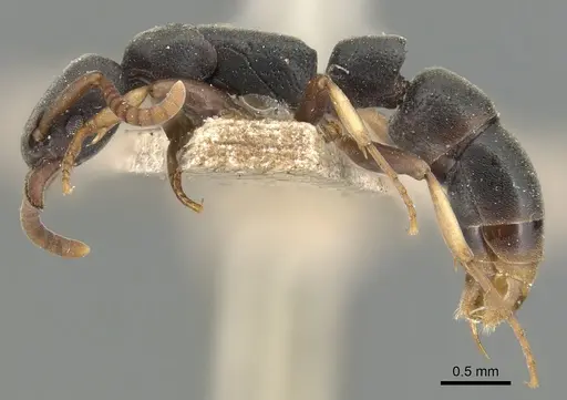 Platythyrea parallela specimen CASENT0903801 image casent0903801_3