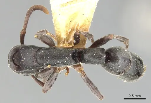Platythyrea parallela specimen CASENT0903802 image casent0903802_1