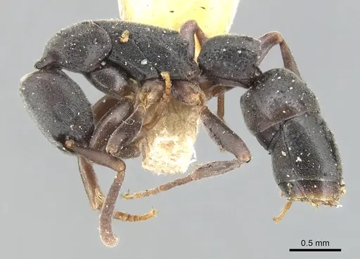 Platythyrea parallela specimen CASENT0903802 image casent0903802_3