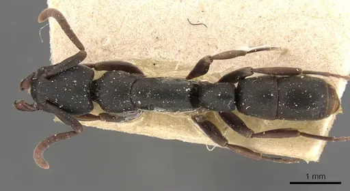 Platythyrea parallela specimen CASENT0907113 image casent0907113_1