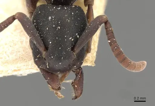 Platythyrea parallela specimen CASENT0907113 image casent0907113_2