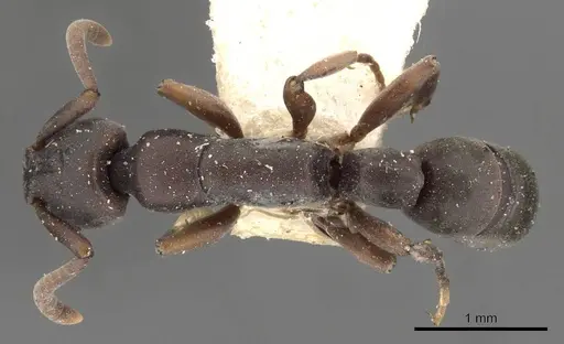 Platythyrea parallela specimen CASENT0907114 image casent0907114_1