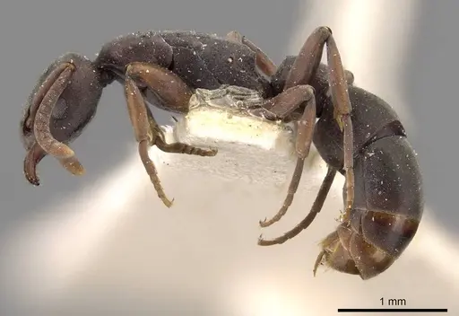 Platythyrea parallela specimen CASENT0907114 image casent0907114_3