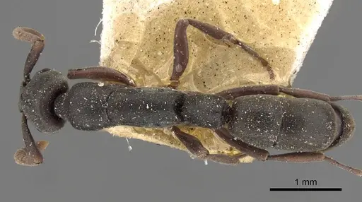 Platythyrea parallela specimen CASENT0907115 image casent0907115_1