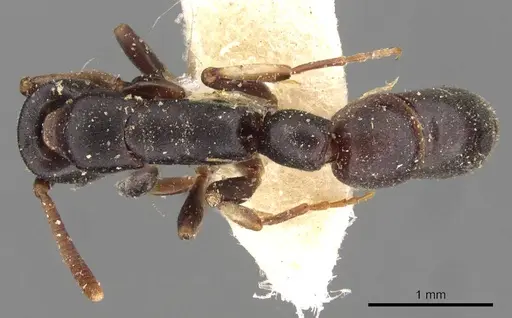 Platythyrea parallela specimen CASENT0907116 image casent0907116_1