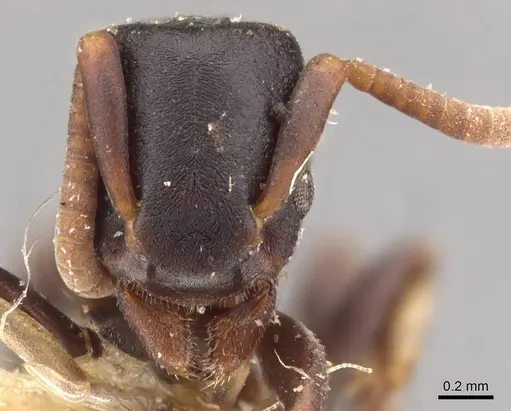 Platythyrea parallela specimen CASENT0907116 image casent0907116_2