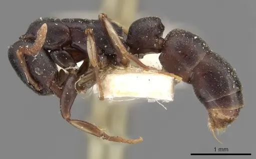 Platythyrea parallela specimen CASENT0907116 image casent0907116_3