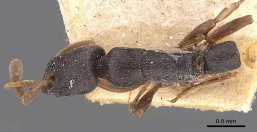 Platythyrea parallela specimen CASENT0907119 image casent0907119_1