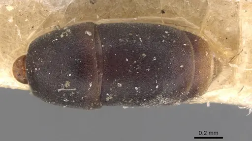 Platythyrea parallela specimen CASENT0907119 image casent0907119_2