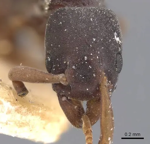 Platythyrea parallela specimen CASENT0907119 image casent0907119_3